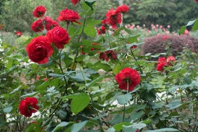 深圳十大花卉主題公園，休閑賞花好去處