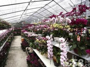 深圳專業(yè)年桔批發(fā)與年花批發(fā) 打造節(jié)日氛圍的首選