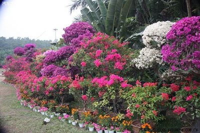 深圳市花--簕杜鵑