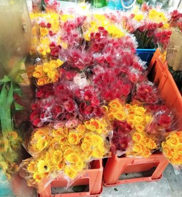 深圳百合花卉小鎮游玩攻略 2018年花海漫步與休閑指南