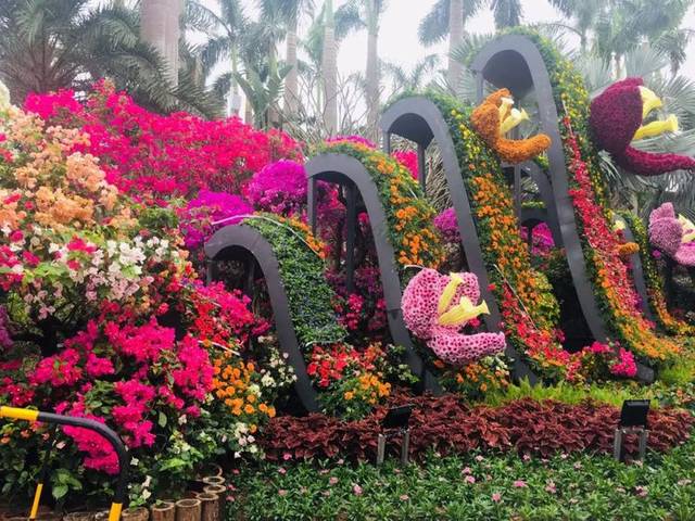 2018年深圳市蓮花山勒杜鵑花展 一場繽紛的城市生態盛宴