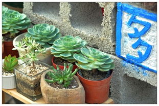 深圳荷蘭花卉小鎮 鵬城中的郁金香之夢